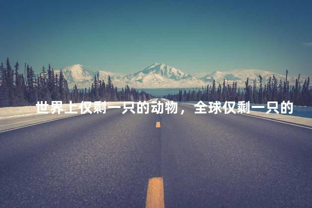世界上仅剩一只的动物，全球仅剩一只的动物是什么
