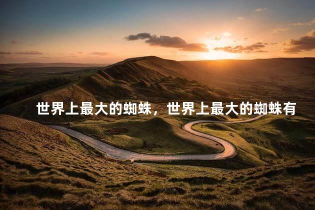 世界上最大的蜘蛛，世界上最大的蜘蛛有多大