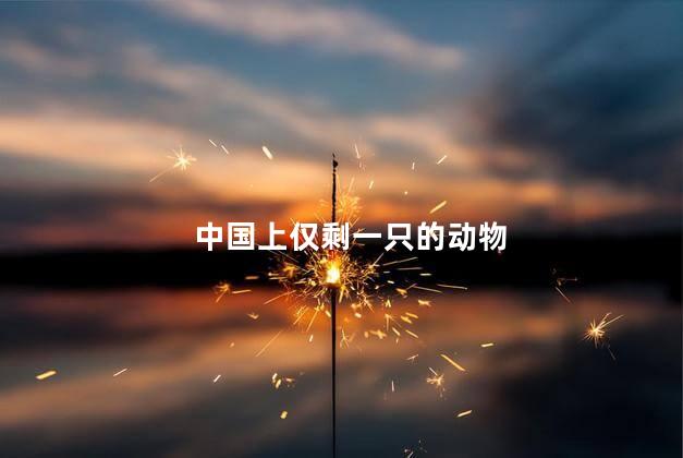 中国上仅剩一只的动物，中国最稀有的动物