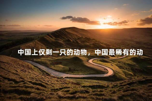 中国上仅剩一只的动物，中国最稀有的动物