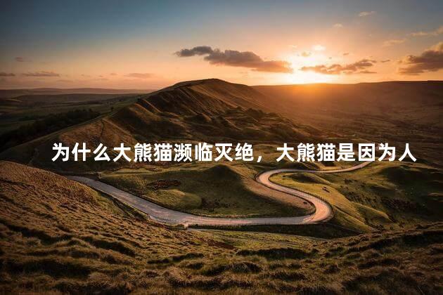 为什么大熊猫濒临灭绝，大熊猫是因为人类濒临灭绝的吗