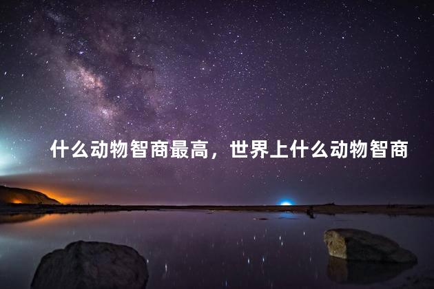 什么动物智商最高，世界上什么动物智商最高