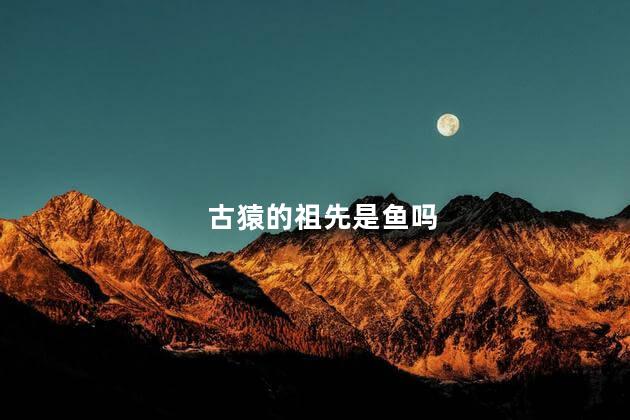 古猿的祖先是鱼吗，人的祖先是什么动物?