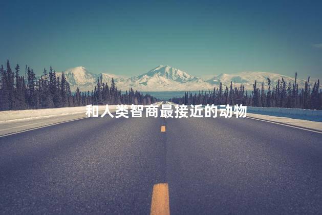 和人类智商最接近的动物，和人智商差不多的动物