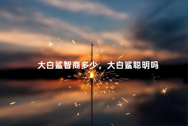 大白鲨智商多少，大白鲨聪明吗
