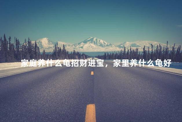 家庭养什么龟招财进宝，家里养什么龟好能增财
