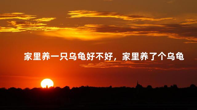 家里养一只乌龟好不好，家里养了个乌龟对家里好不好