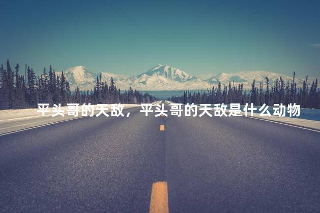 平头哥的天敌，平头哥的天敌是什么动物