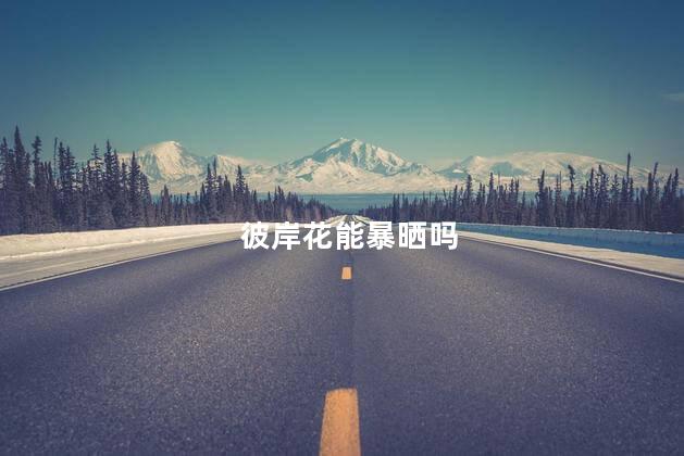彼岸花能暴晒吗，彼岸花能暴晒吗为什么