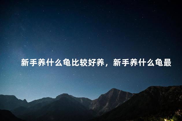 新手养什么龟比较好养，新手养什么龟最好养
