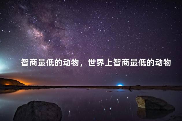 智商最低的动物，世界上智商最低的动物