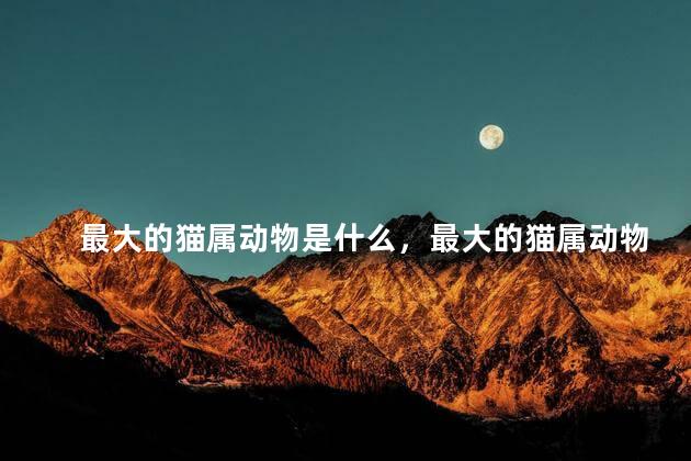 最大的猫属动物是什么，最大的猫属动物是什么动物