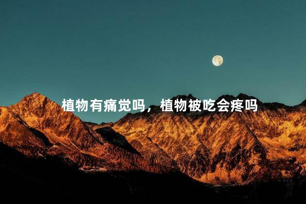植物有痛觉吗，植物被吃会疼吗
