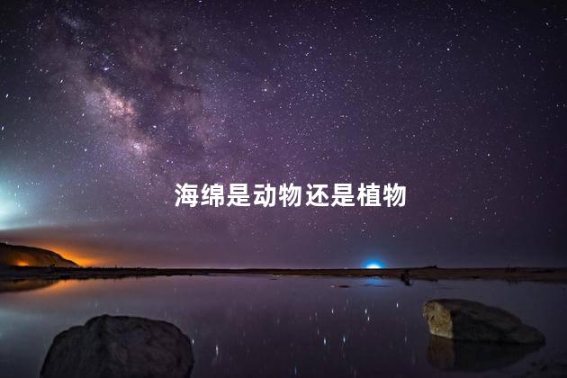 海绵是动物还是植物，海绵属于海洋生物吗