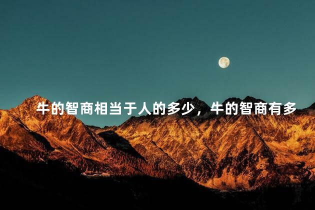 牛的智商相当于人的多少，牛的智商有多高