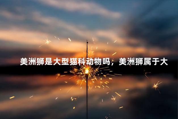 美洲狮是大型猫科动物吗，美洲狮属于大型猫科动物吗