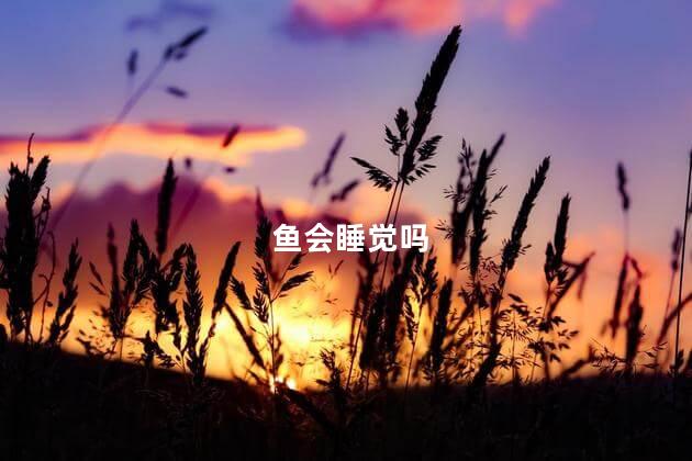 鱼会睡觉吗，金鱼会睡觉吗