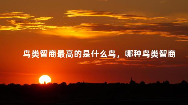 鸟类智商最高的是什么鸟，哪种鸟类智商最高