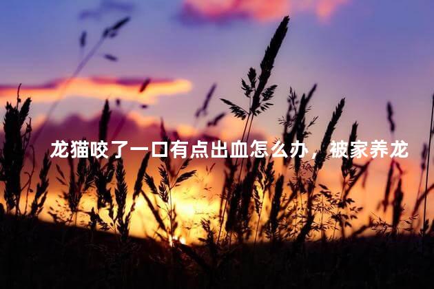 龙猫咬了一口有点出血怎么办，被家养龙猫咬了用打针么